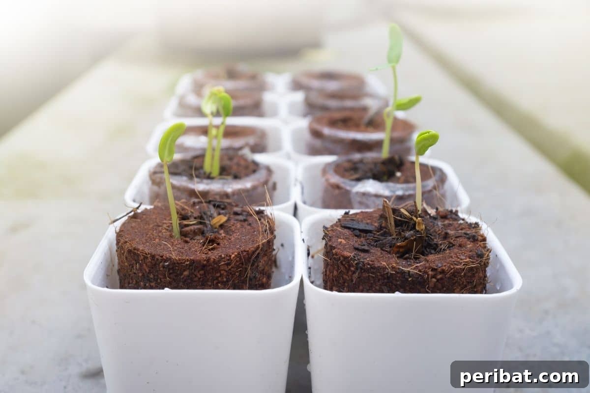 Unlocking Seed Germination: 15 Reasons for Failure and Proven Solutions 12 baby plants in repotted in a white container