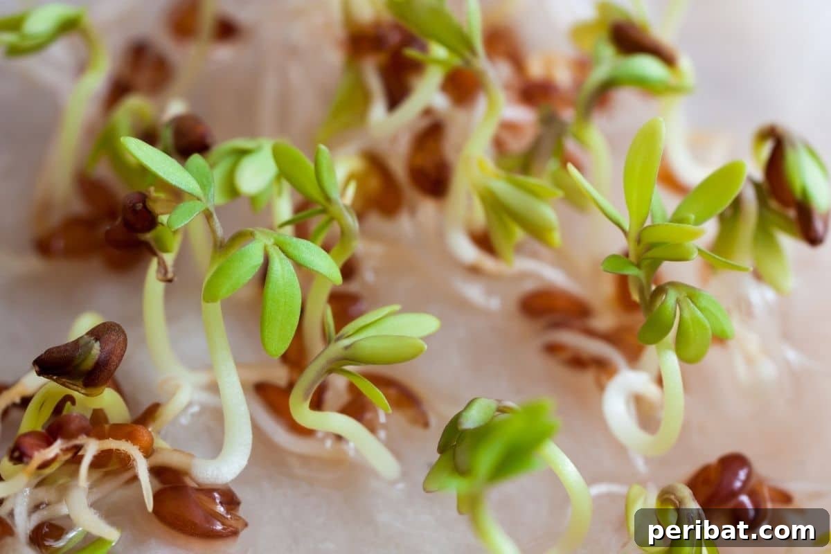 Unlocking Seed Germination: 15 Reasons for Failure and Proven Solutions 16 germinating in water or soaked in water to germinate