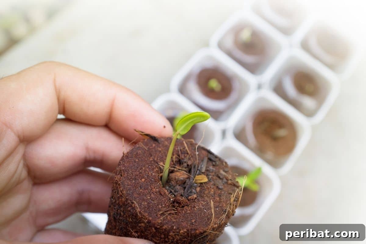 Unlocking Seed Germination: 15 Reasons for Failure and Proven Solutions 18 holding a seedling