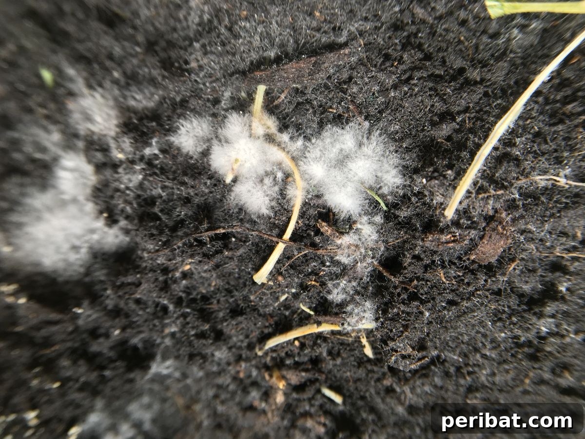 Unlocking Seed Germination: 15 Reasons for Failure and Proven Solutions 3 white molds in the soil