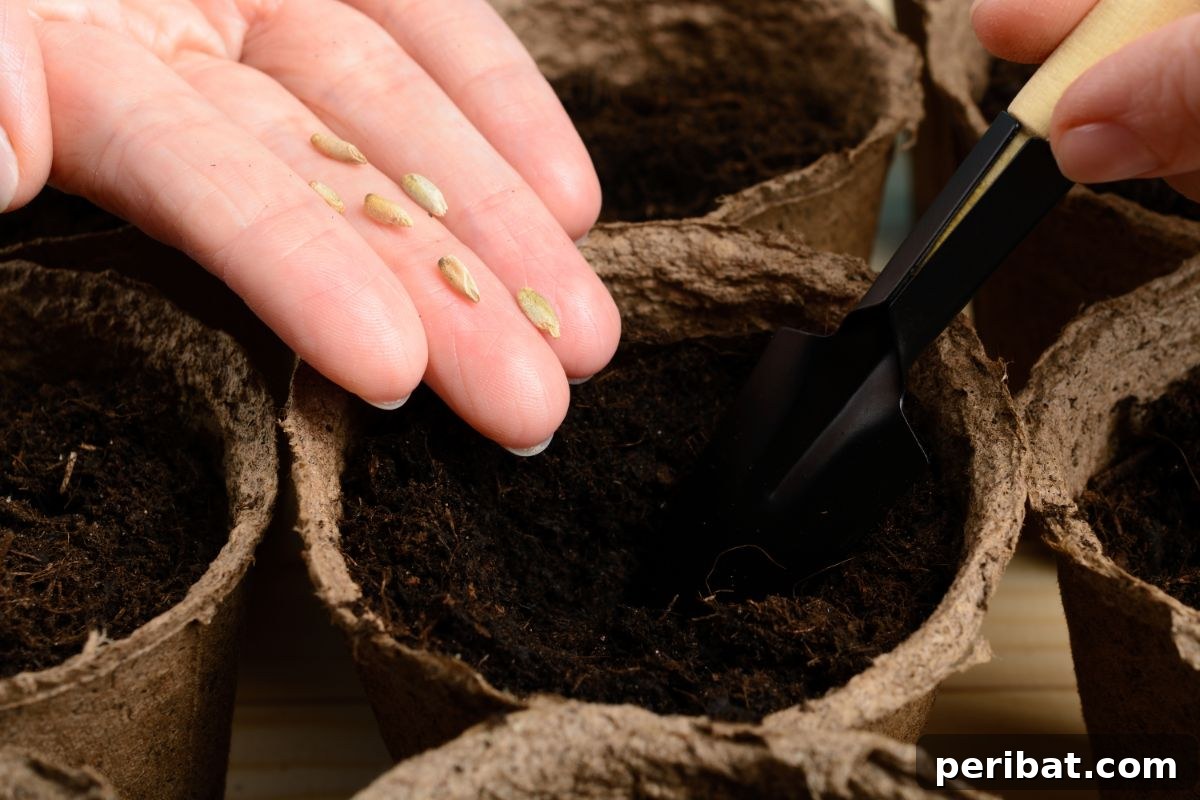 Unlocking Seed Germination: 15 Reasons for Failure and Proven Solutions 4 showing seeds with hands to be planted