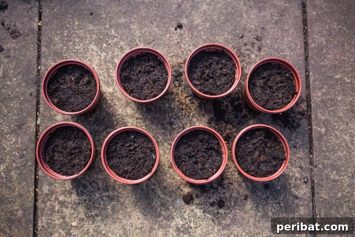 Unlocking Seed Germination: 15 Reasons for Failure and Proven Solutions 5 group of small pots with soil and seeds