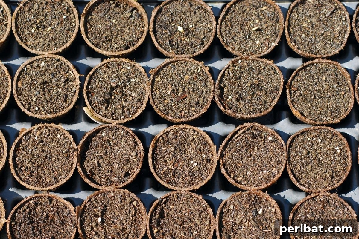 Unlocking Seed Germination: 15 Reasons for Failure and Proven Solutions 9 waiting for seeds to germinate