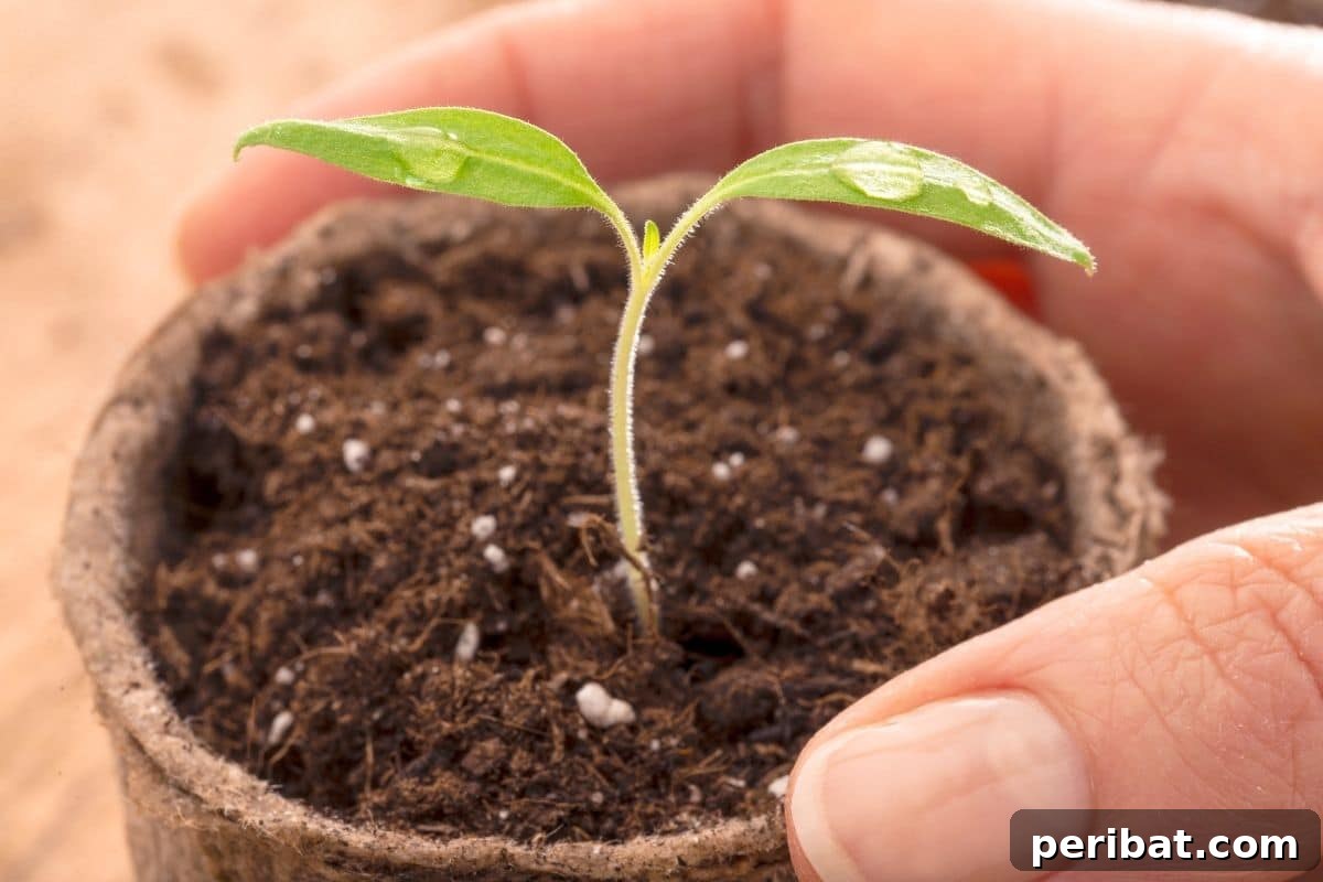 Unlocking Seed Germination: 15 Reasons for Failure and Proven Solutions 10 holding a small pot with young seedling