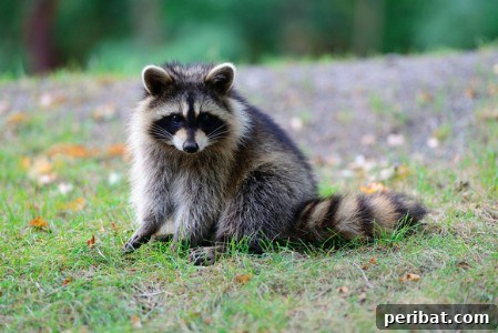 Epsom salt as a natural deterrent for raccoons in the garden