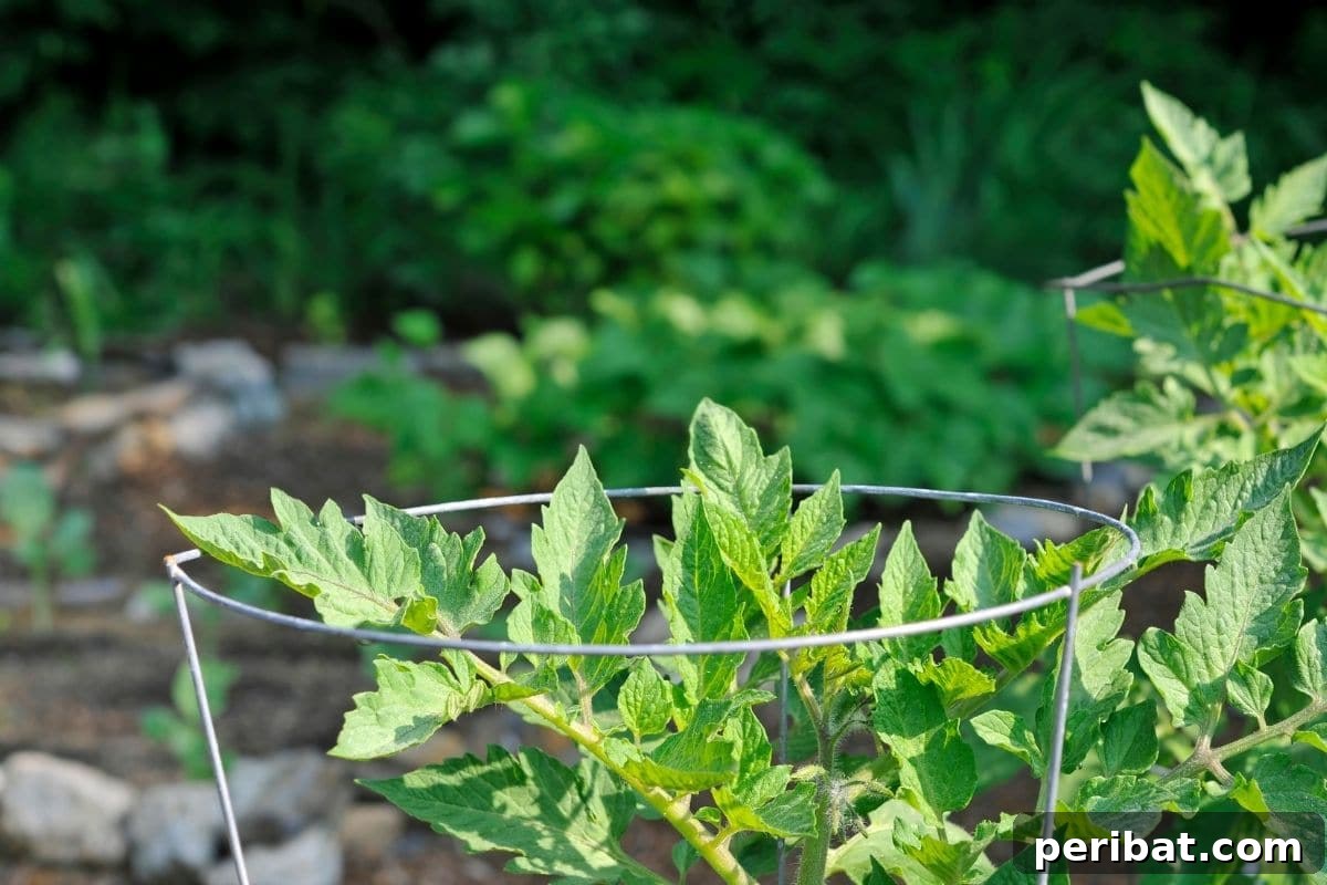 20 Common Vegetable Garden Mistakes to Avoid 12 tomato plant with cage for support in the garden