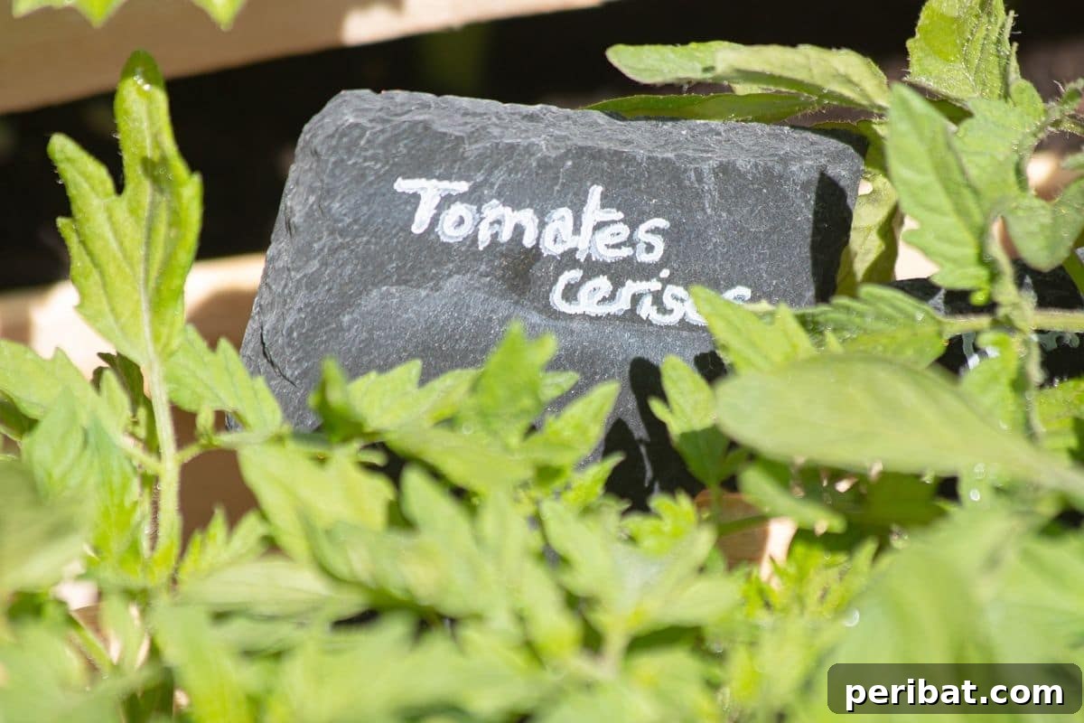 20 Common Vegetable Garden Mistakes to Avoid 15 green tomato leaves with mark or label in a stone