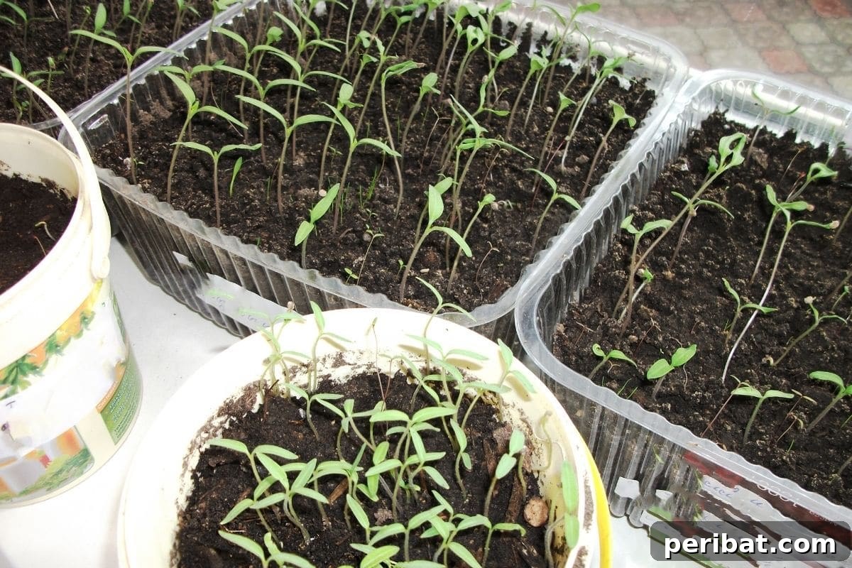 20 Common Vegetable Garden Mistakes to Avoid 18 young seedlings growing in containers