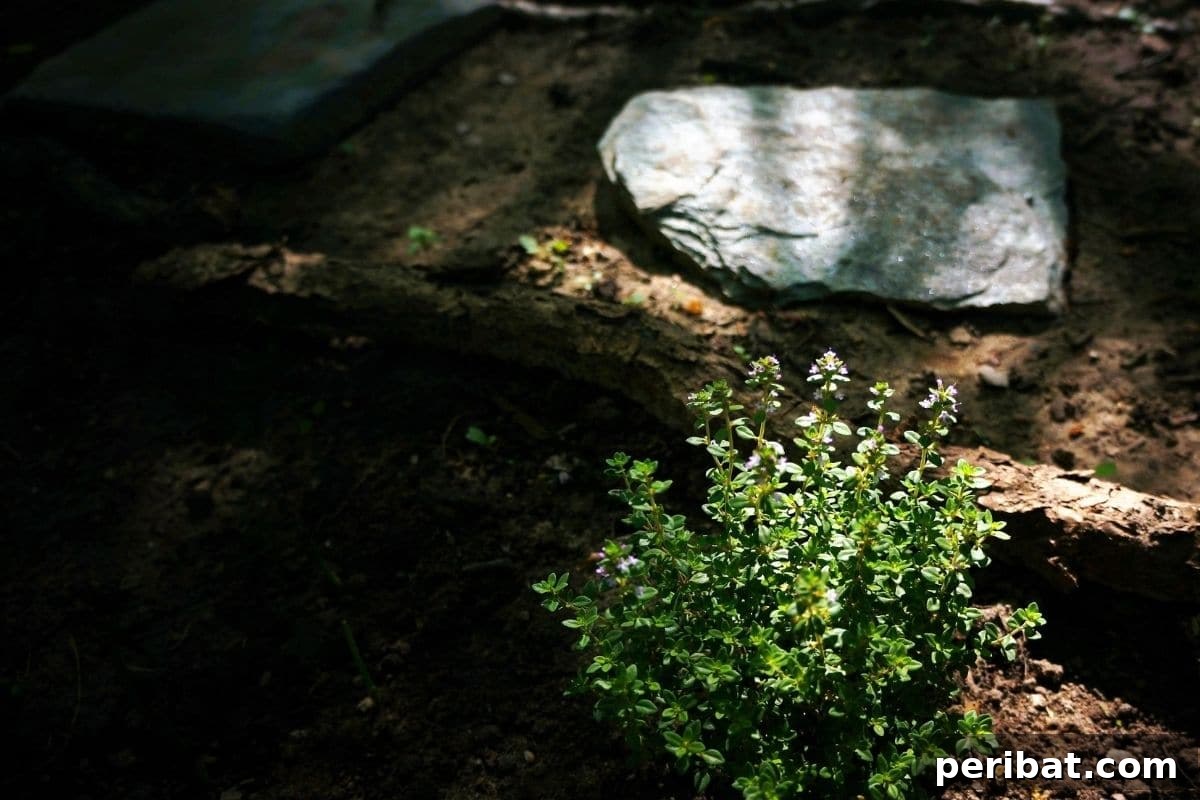 20 Common Vegetable Garden Mistakes to Avoid 3 a shady part or space in the garden