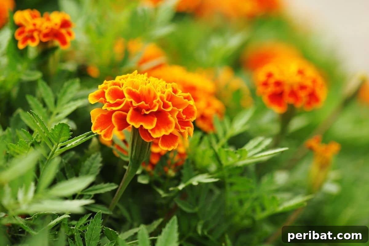 red and orange marigold flowers blooming in the garden