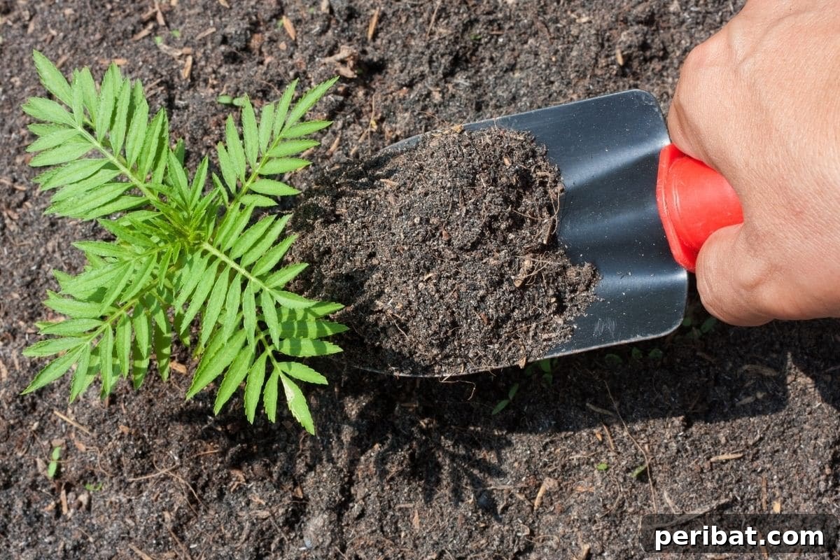 adding soil to the marigold seedling in the garden