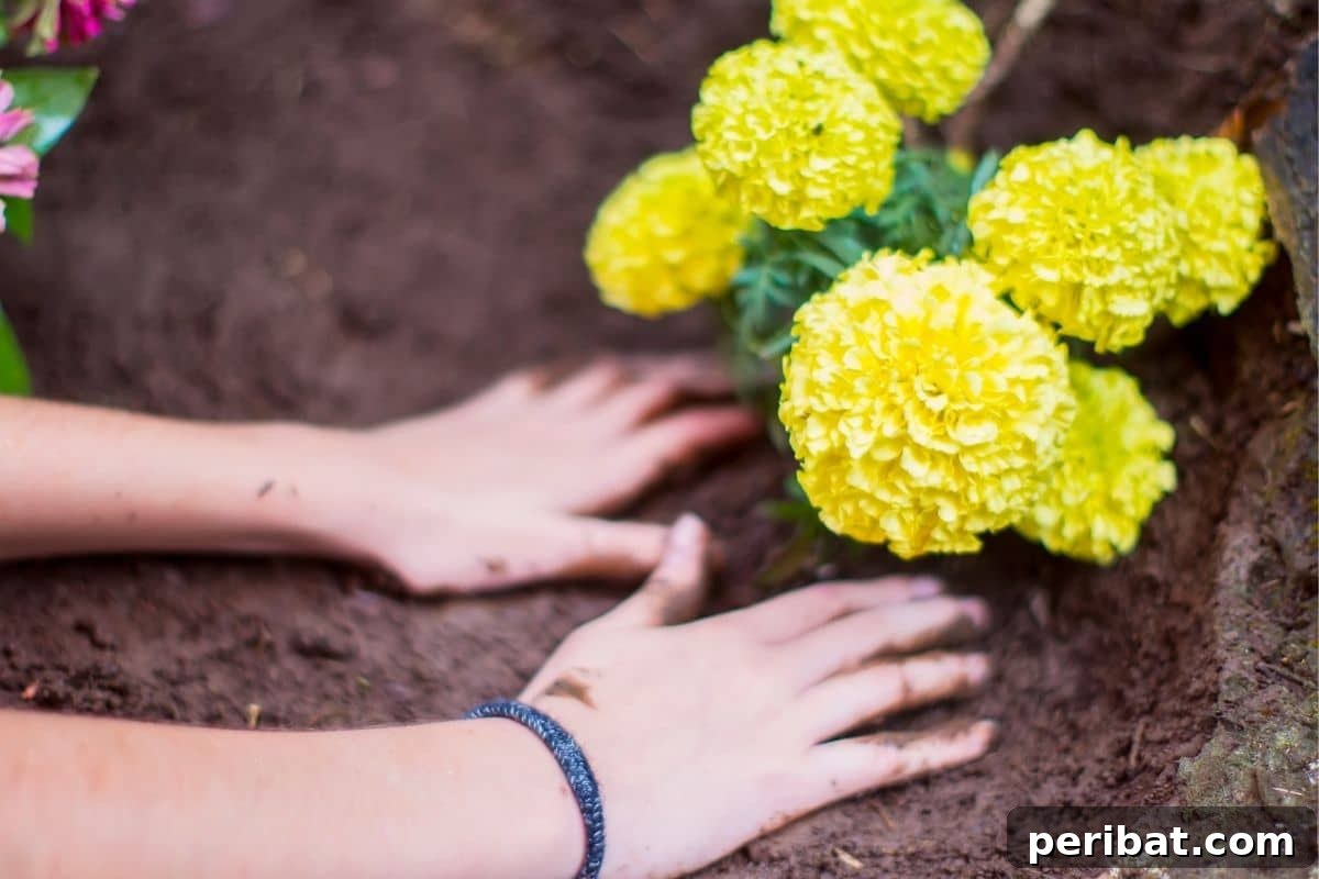 planting yellow marigold in the garden