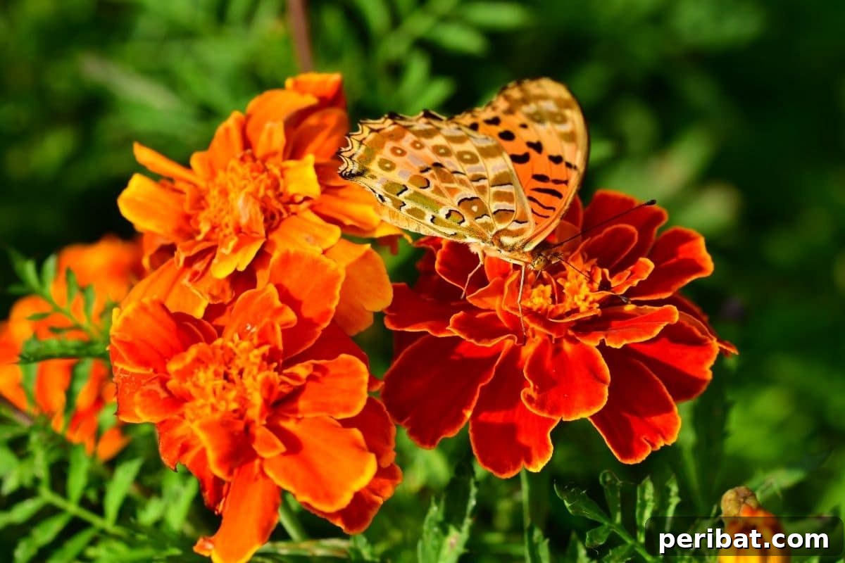 butterfly pollinating the marigold flowers