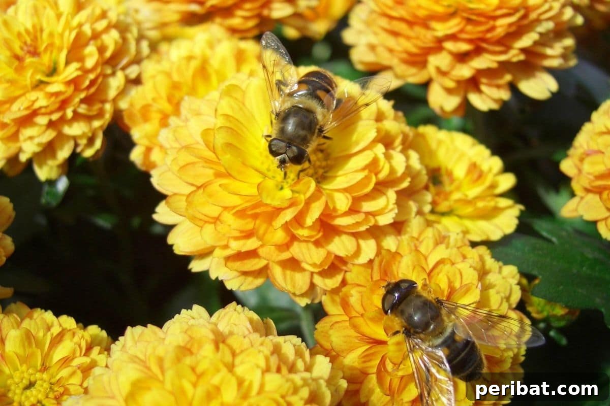 hoverflies feeding from the yellow marigold flowers