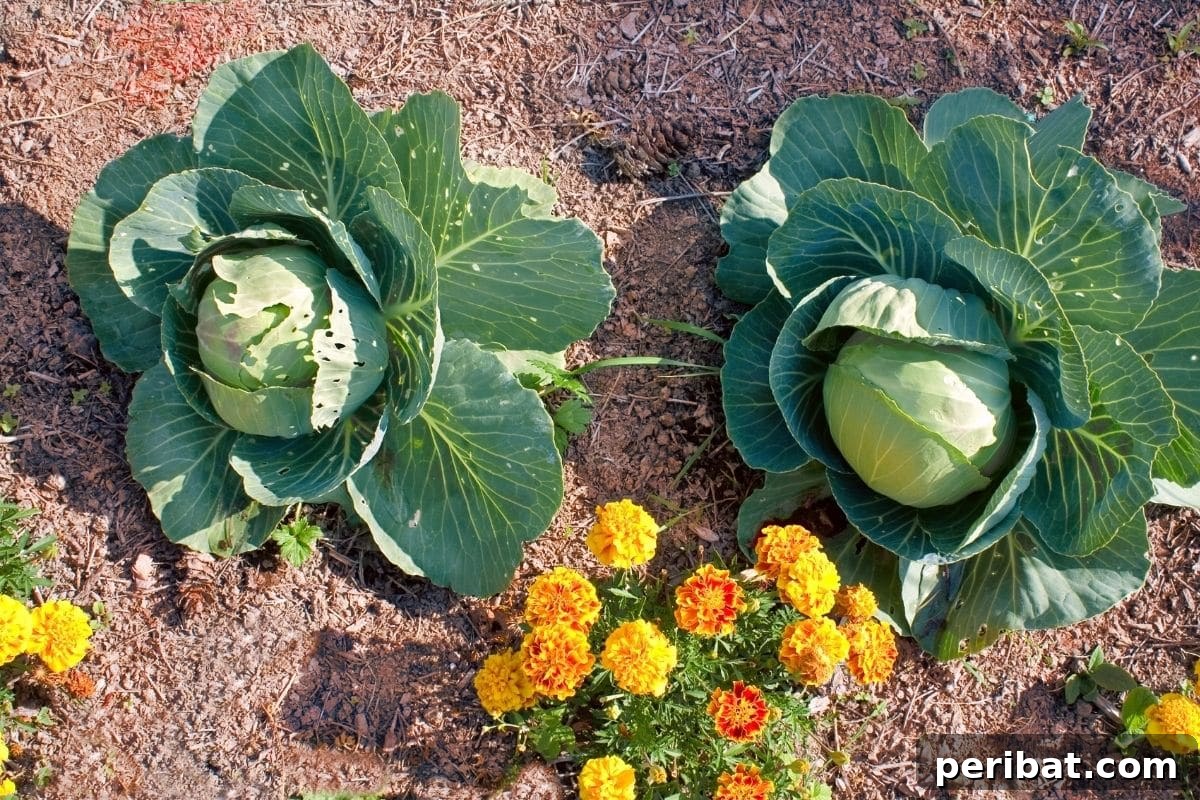 marigold flowers growing along with the big lettuce vegetable