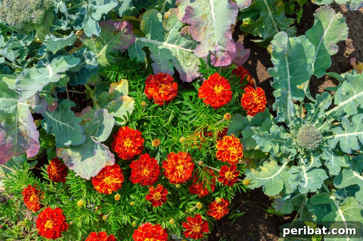 beautiful marigolds blooming beside the growing lettuce in the vegetable garden