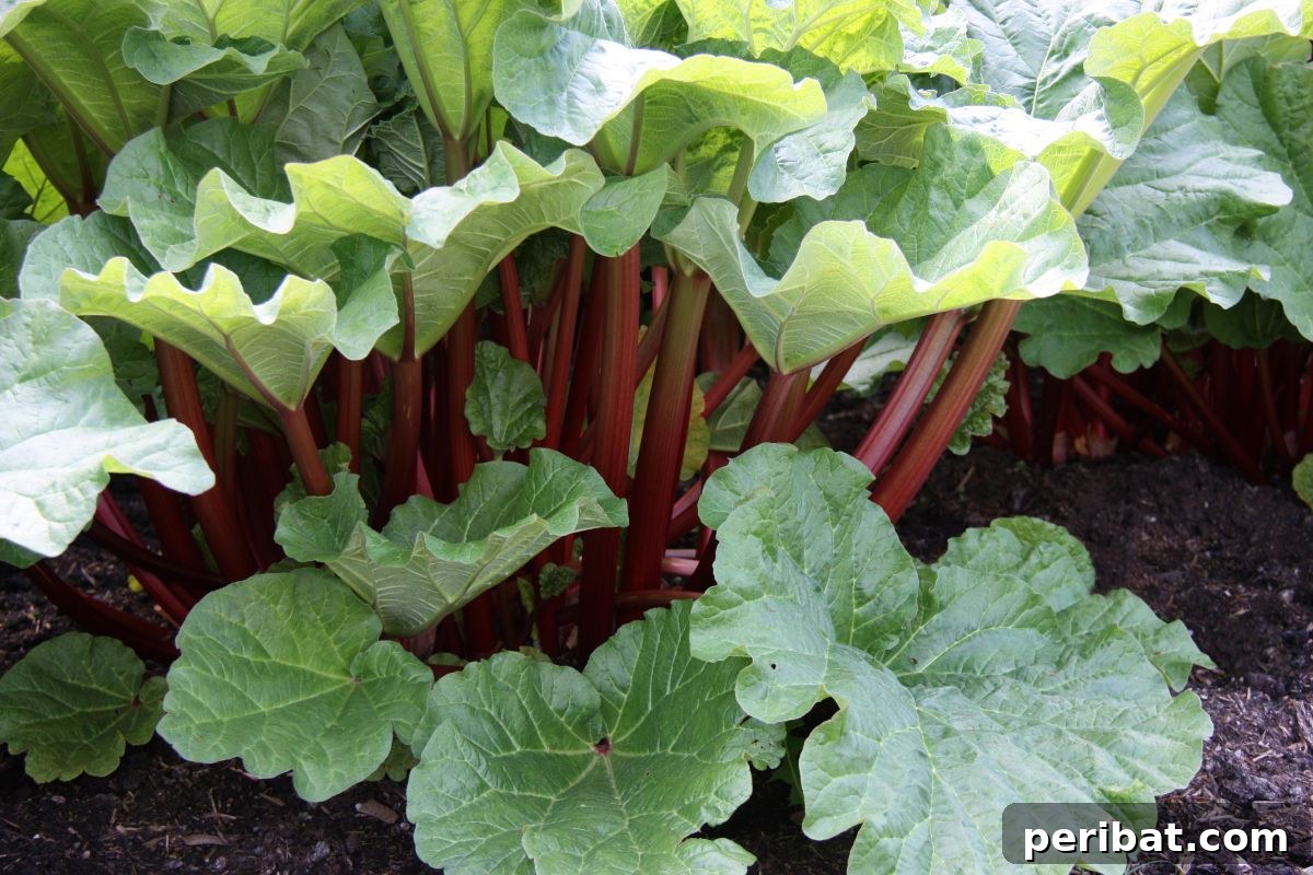 Mastering Rhubarb Simple Steps for Unforgettable Flavor 11 rhubarb growing in the garden on a daylight