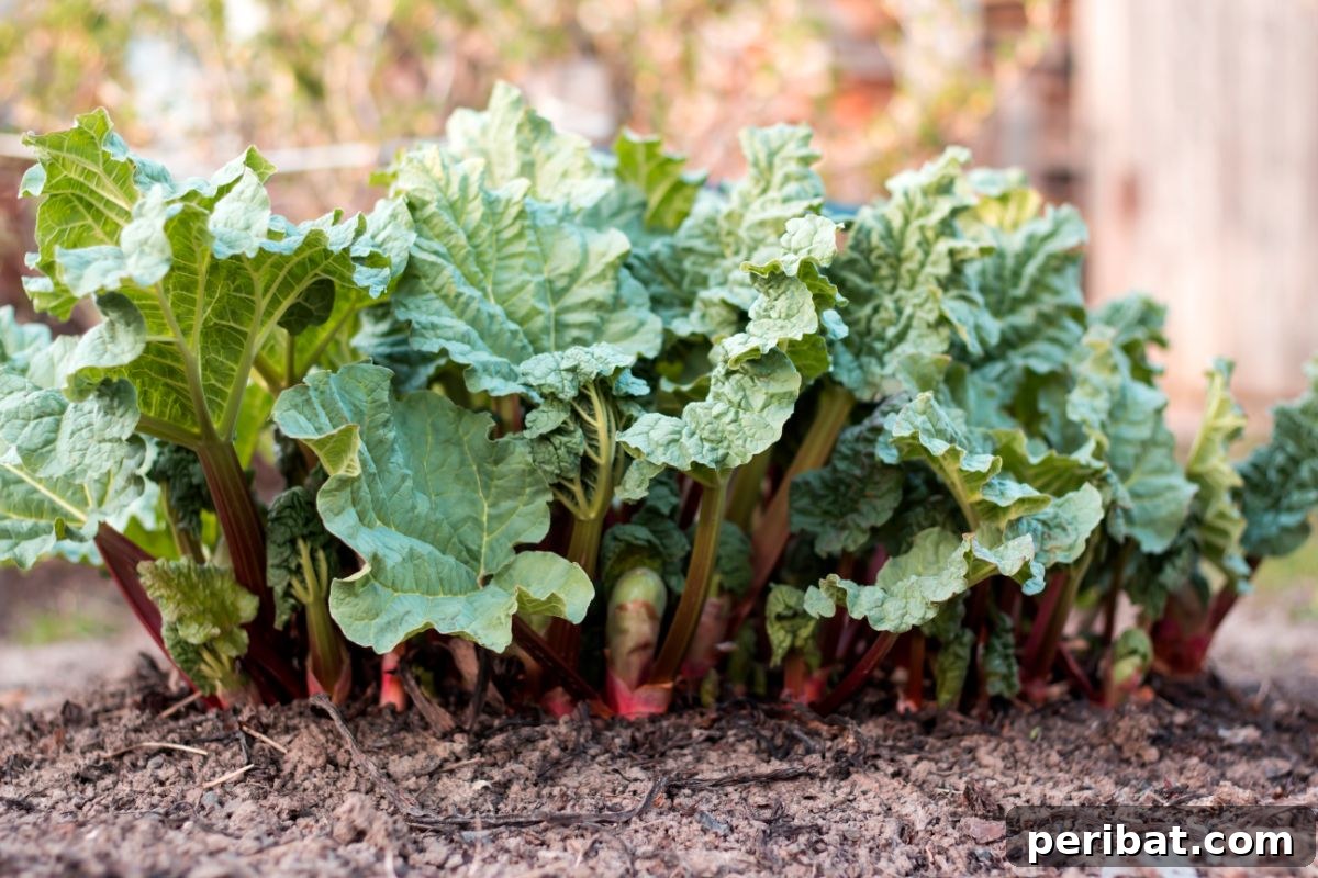 Mastering Rhubarb Simple Steps for Unforgettable Flavor 12 young rhubarb plants growing in the garden