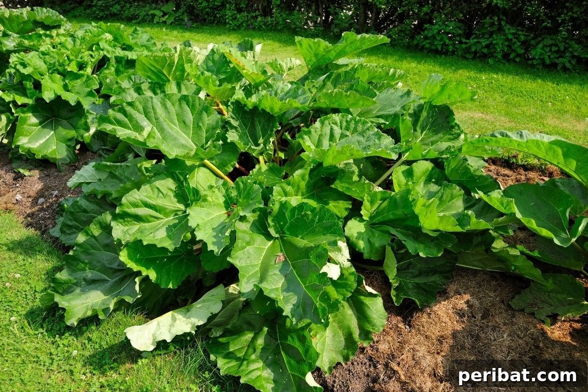 Mastering Rhubarb Simple Steps for Unforgettable Flavor 13 rhubarb plant fully grown with green healthy leaves in the vegetable garden