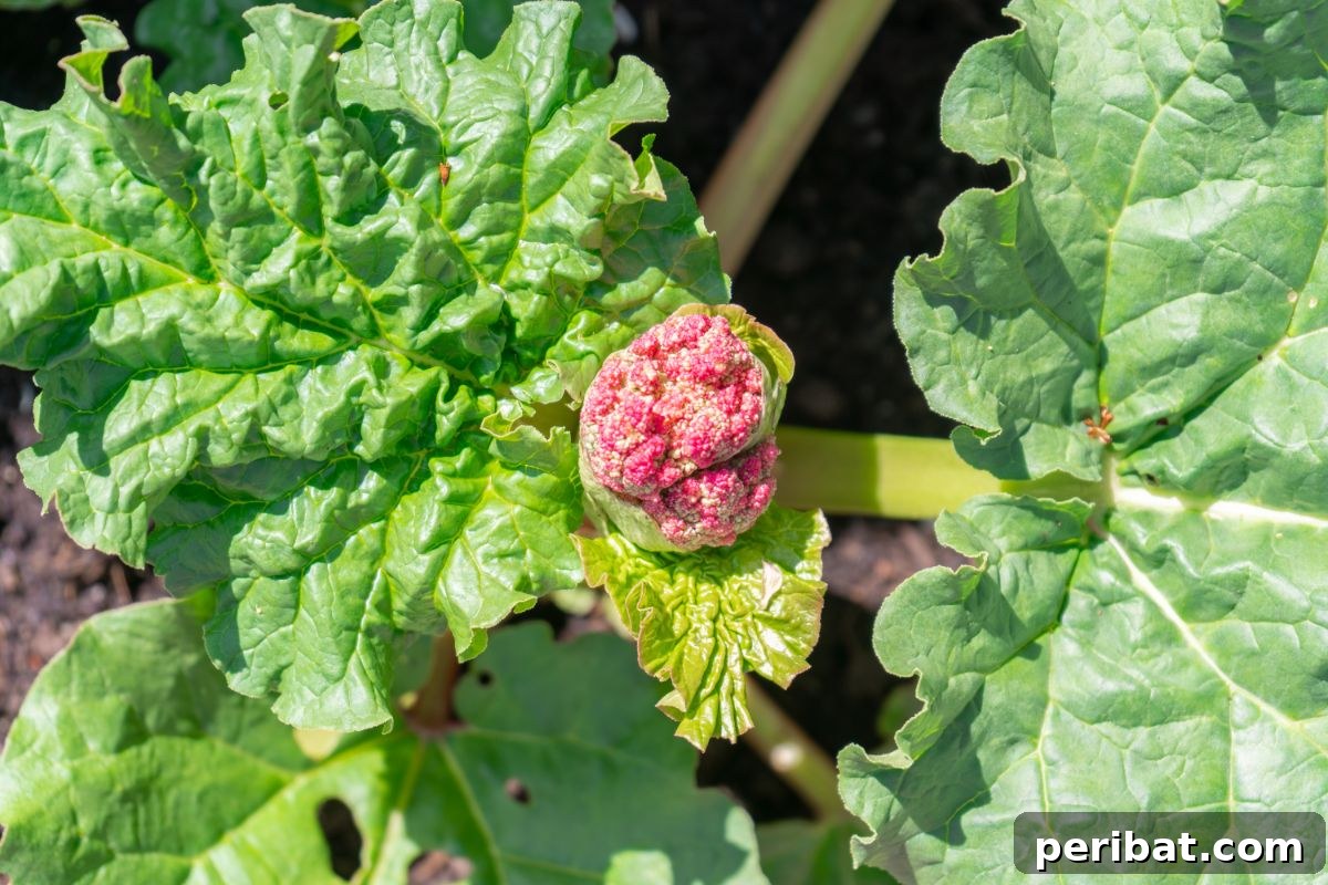 Mastering Rhubarb Simple Steps for Unforgettable Flavor 14 rhubarb plant with growing pink flowers