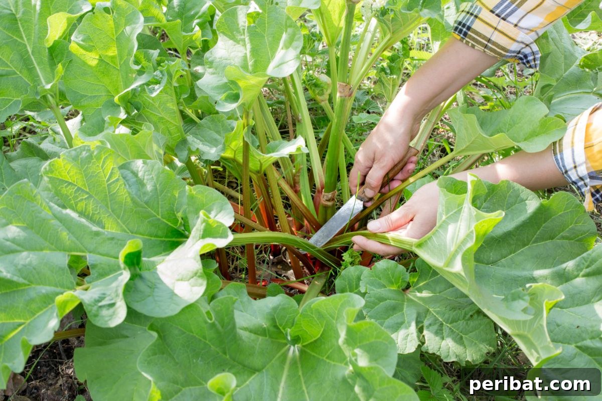 Mastering Rhubarb Simple Steps for Unforgettable Flavor 3 harvesting rhubarb stalks in the garden