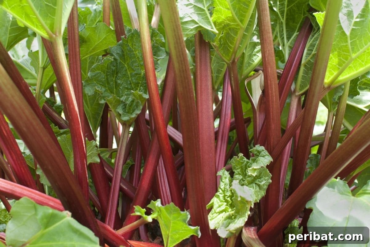 Mastering Rhubarb Simple Steps for Unforgettable Flavor 5 close up photo of rhubarb stalks