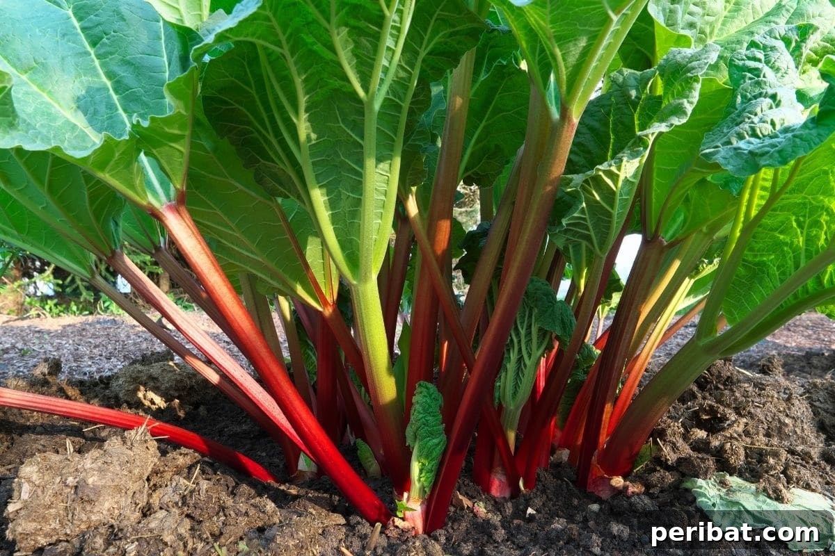 Mastering Rhubarb Simple Steps for Unforgettable Flavor 6 a rhubarb plant growing in the garden