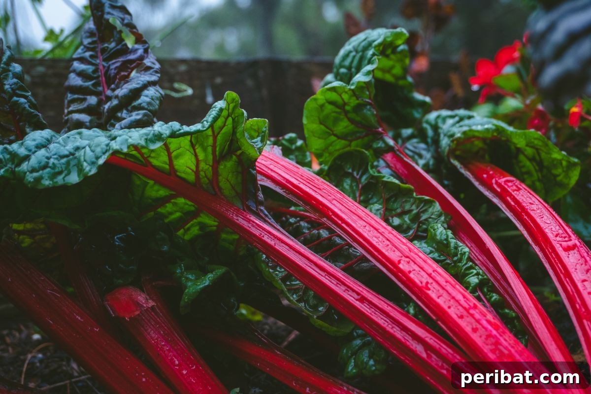 Mastering Rhubarb Simple Steps for Unforgettable Flavor 7 bhubarb plant with red stalks , wet with waterdrops