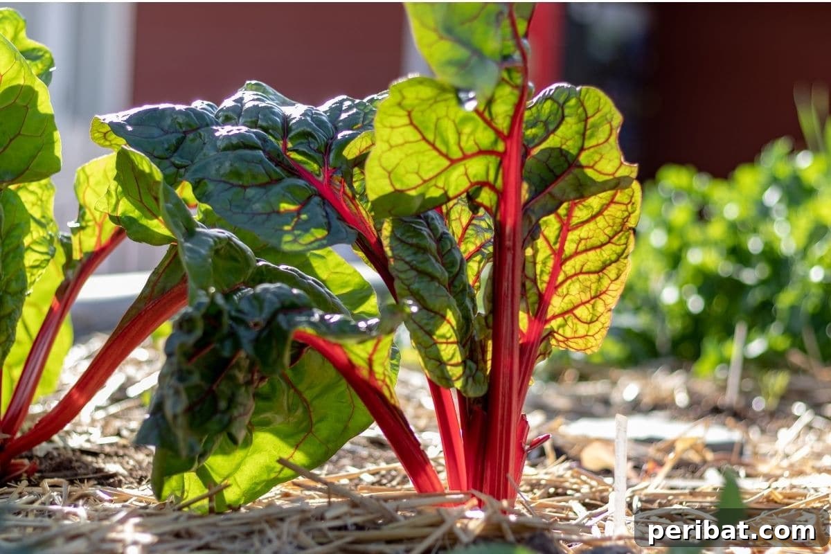 Mastering Rhubarb Simple Steps for Unforgettable Flavor 8 young rhubarb plant with soil covered in mulch from straws