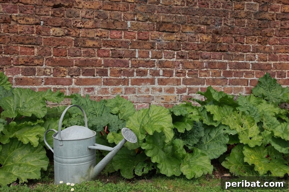 Mastering Rhubarb Simple Steps for Unforgettable Flavor 9 growing rhubarb plant beside the brick wall