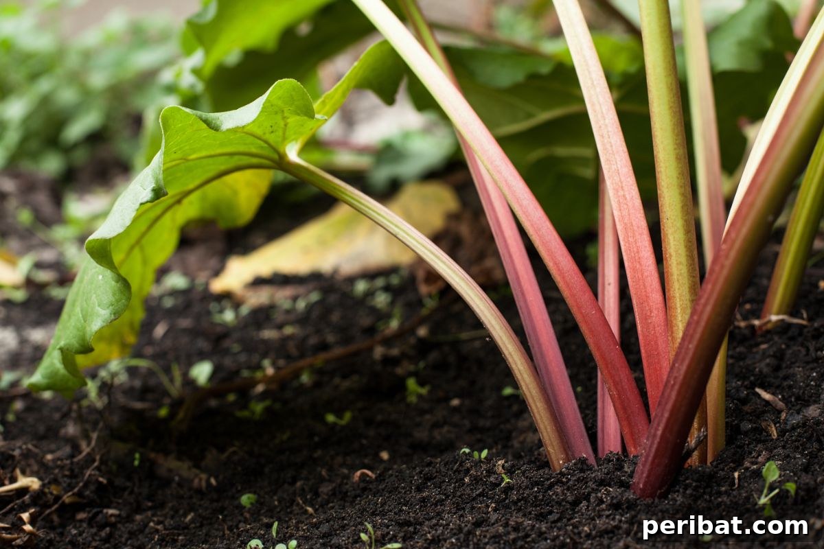 Mastering Rhubarb Simple Steps for Unforgettable Flavor 10 rhubarb plant growing in a heathy soil in the garden