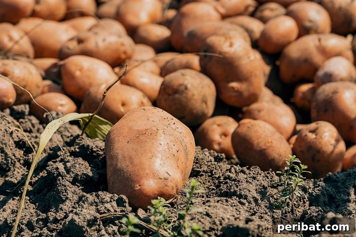 Freshly harvested potatoes, still covered in soil, piled on the garden ground, waiting for ideal storage conditions.