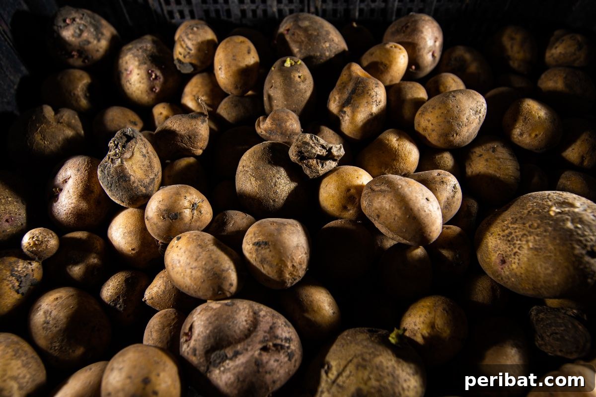An old and spoiled stock of potatoes decaying in a dark storage place, indicating poor storage conditions.