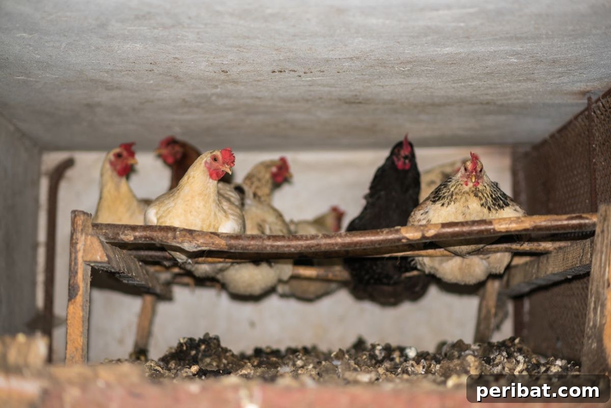 chicken in the chicken house with their poop below them