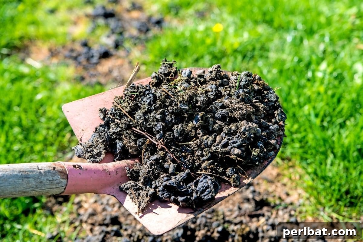 chicken manure in a shovel to put in the soil