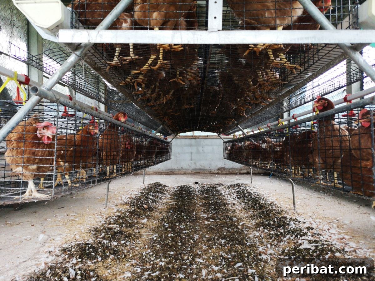 a chicken house utilized also for composting