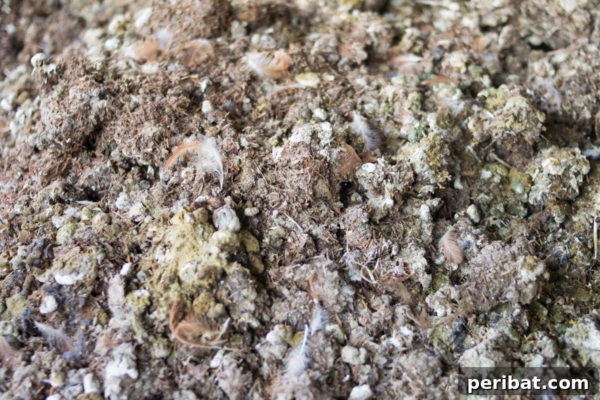 a pile of chicken manure