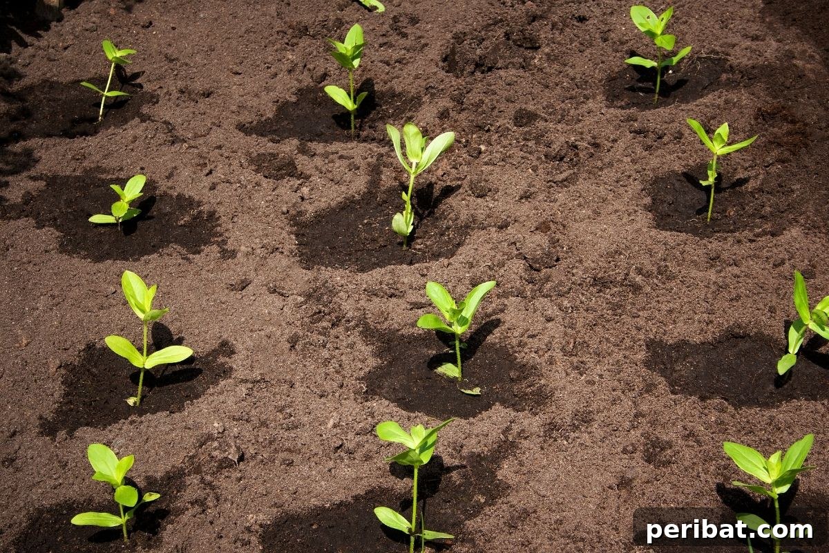 freshly transplanted seedling lined up in the garden