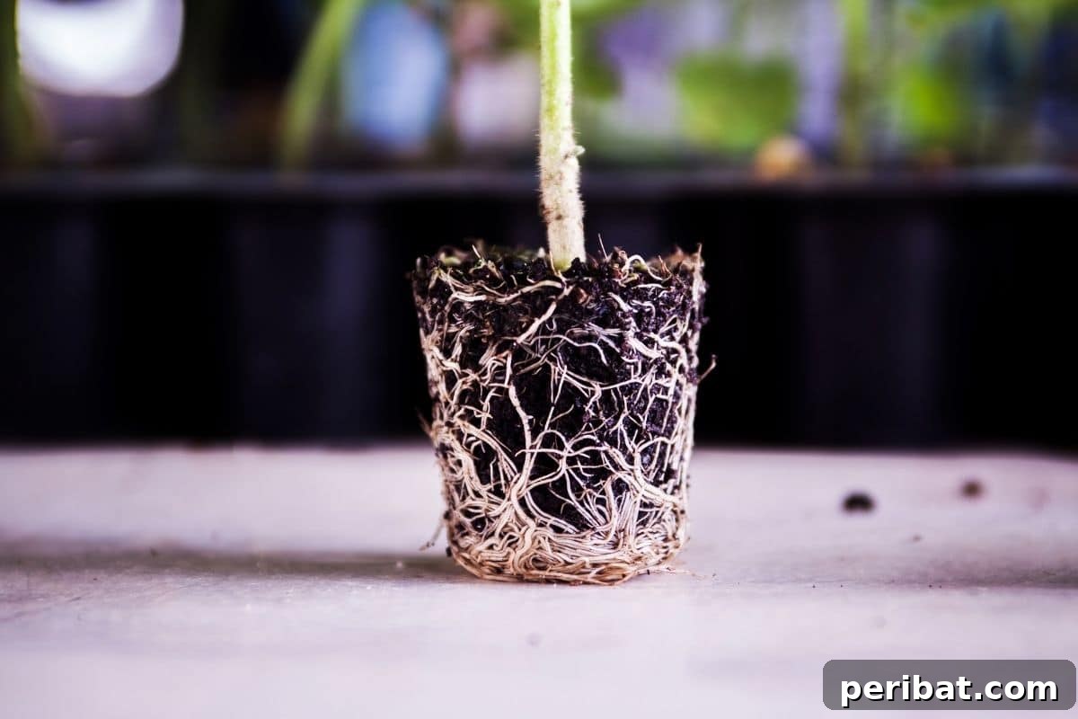 seedling out of the pot place in the table showing its roots