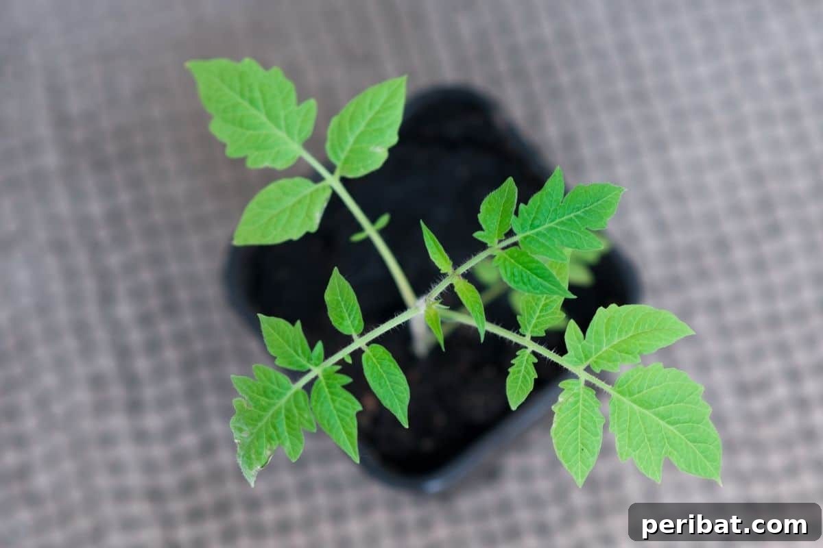 a top view of a growing seedling in a pot placed in the table