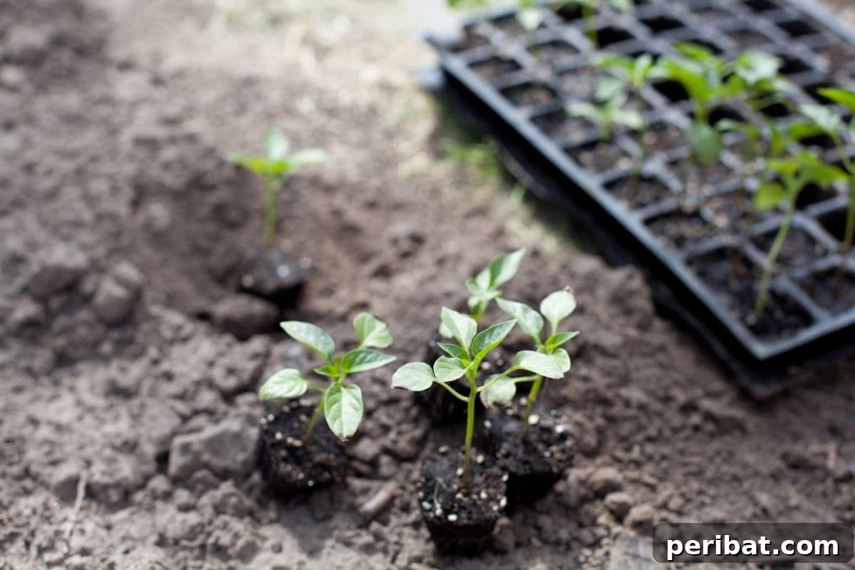 small seedlings placed in the garden ground ready for planting