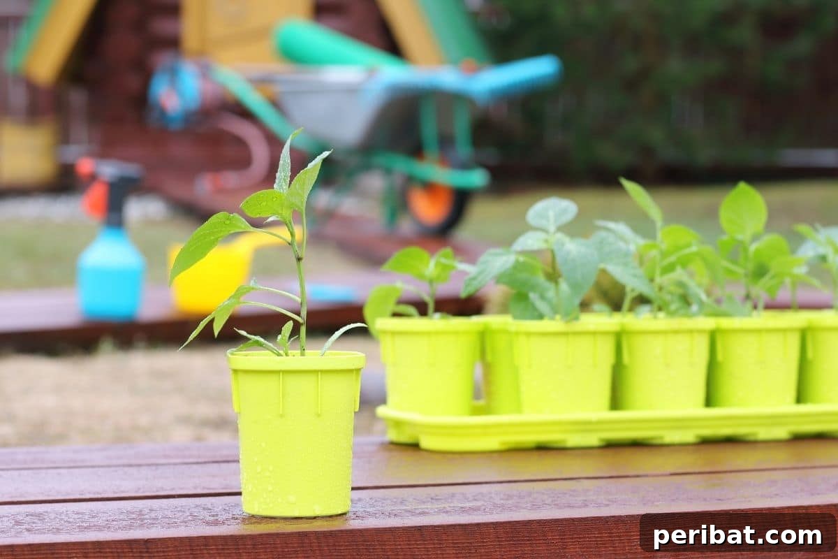 a young growing plant in a yellow pot lined up in the garden for transplanting