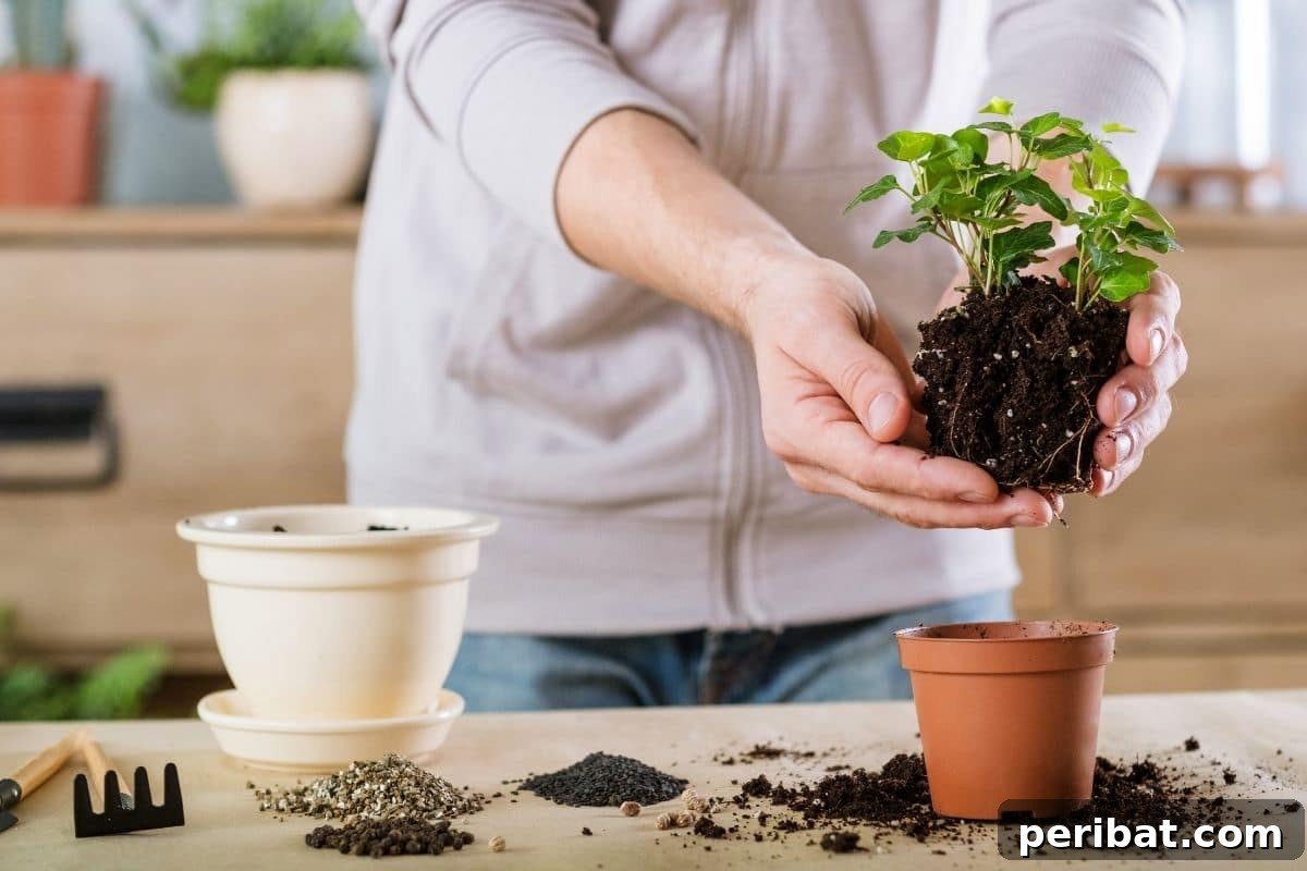 repotting a young seedling a bigger pot