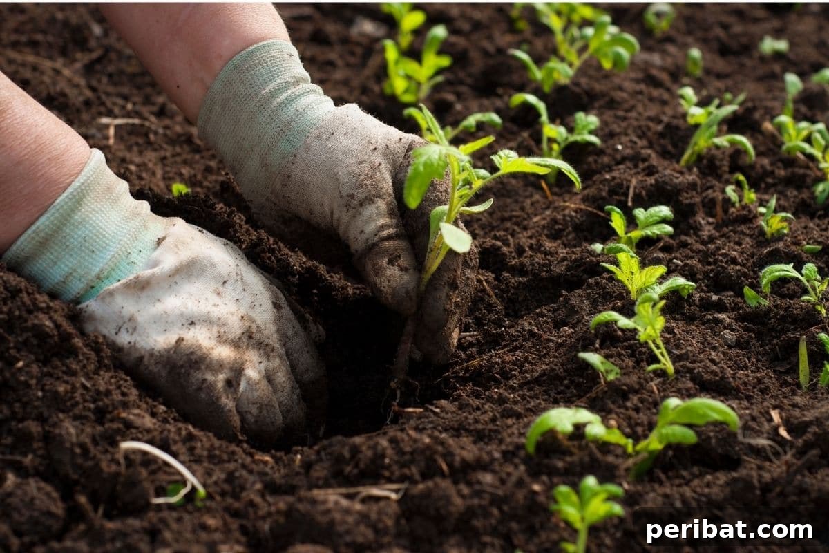 transplanting seedling in the garden