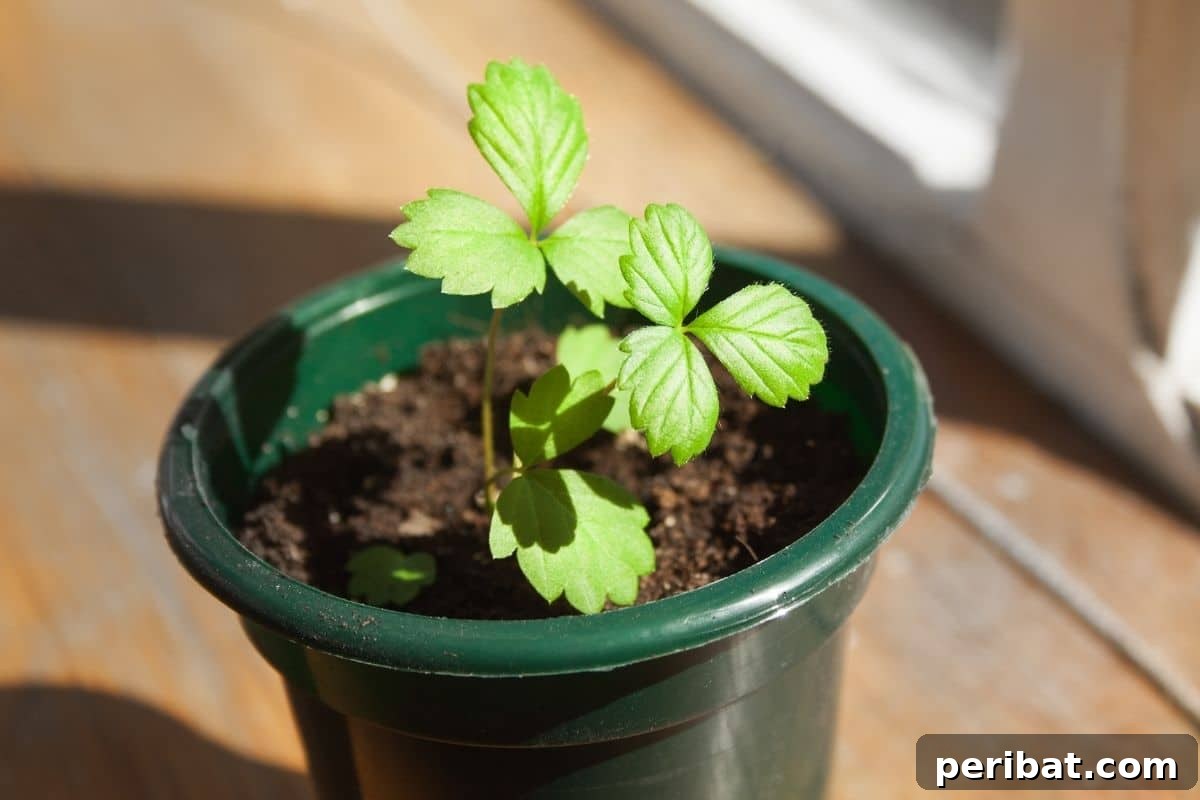 young tomato seedling outdoors under the sun to harden off and prepare for transplanting in the garden