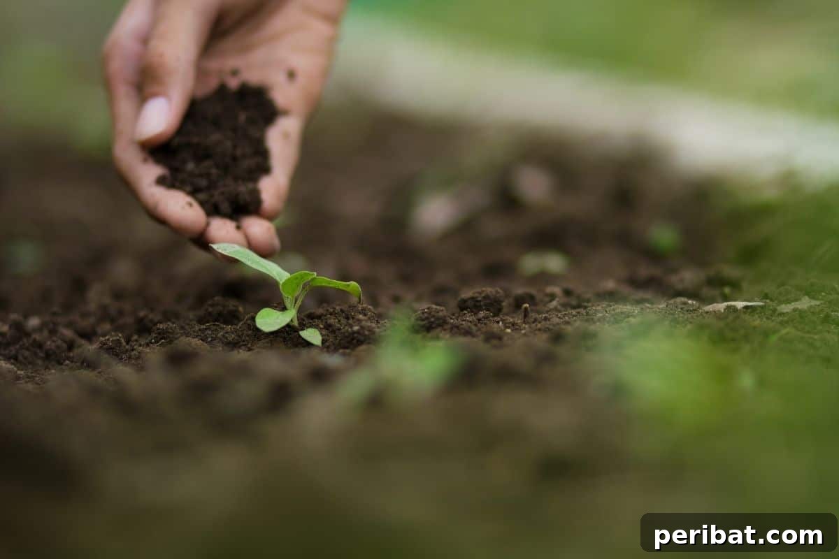 adding soil to the freshly planted seedling in the garden