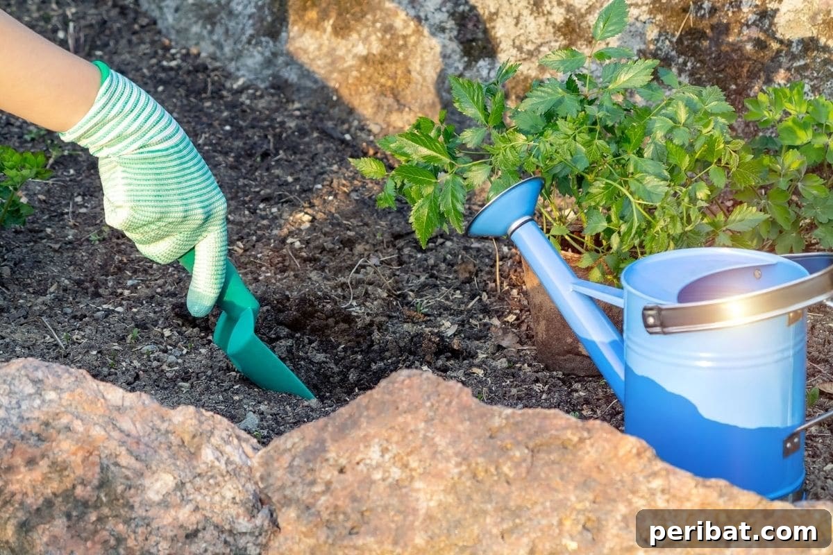 digging a hole in the garden soil to plant the seedling