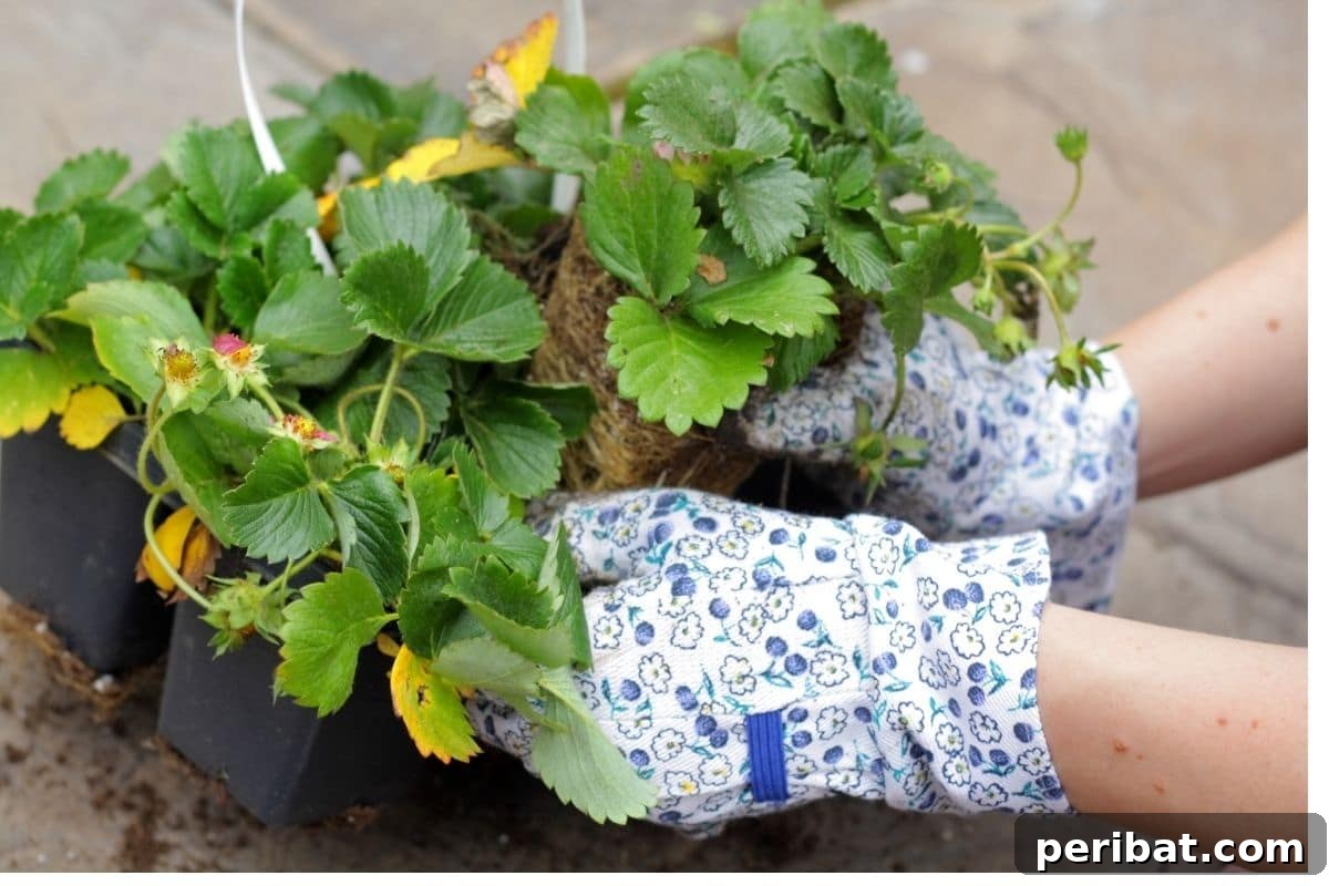 carefully removing the seedling from the container to plant in the garden