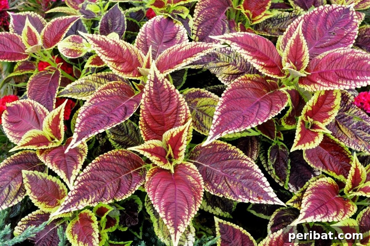 17 Rainbow Foliage Treasures for Your Garden 2 Vibrant Coleus plant with striking red, yellow, and green patterned foliage, perfect for adding garden color