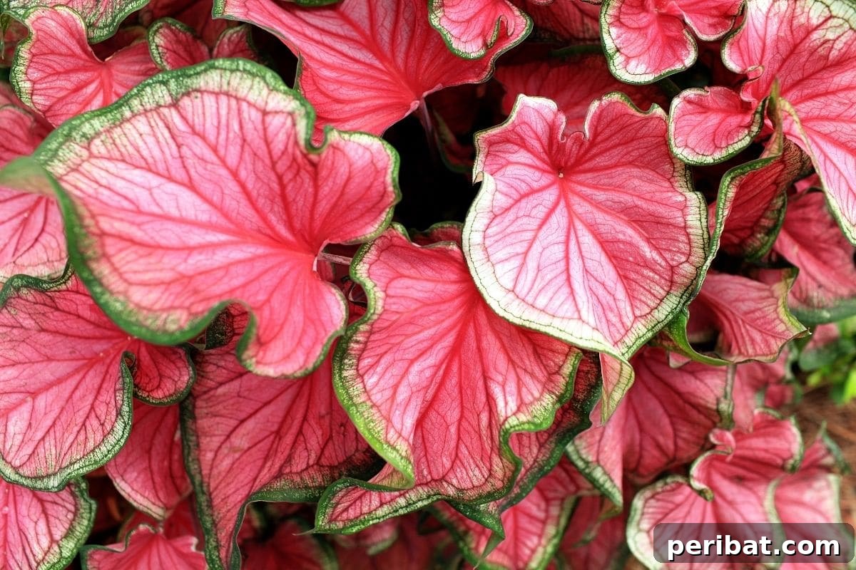 17 Rainbow Foliage Treasures for Your Garden 11 Exquisite Caladium plant, a tropical foliage favorite, displaying vibrant pink and green heart-shaped leaves